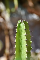 Beautiful cactus in the garden