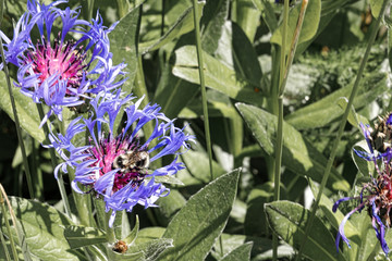 Bees at work on very tall gorgeous blooms