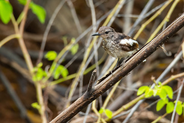 Oriental Magpie Robin (juvenile) perching on a perch looking into a distance