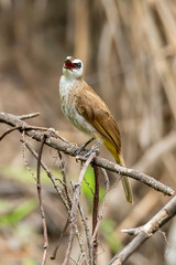Yellow-vented bulbul perching on a perch looking into a distance