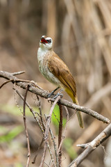 Yellow-vented bulbul perching on a perch looking into a distance