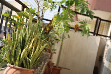Fototapeta na wymiar plants in greenhouse