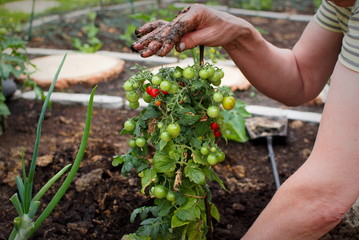 Naklejka na ściany i meble planting tomato seedlings in the garden