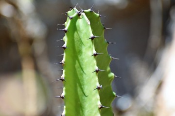 Beautiful cactus in the garden