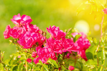 rosier en fleur dans le jardin