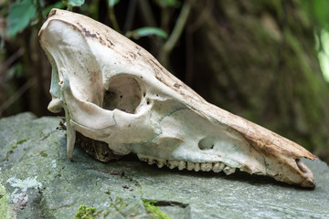 Wild boar skull