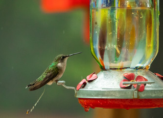 hummingbird on feeder