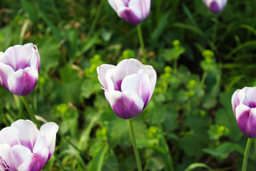 Fototapeta premium Beautiful flowers in Helsinki, Finland