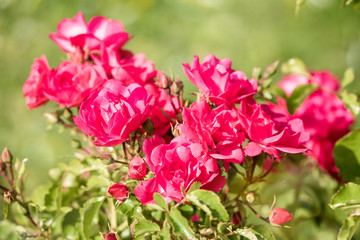 rosier buisson en fleur dans le jardin