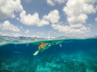 Obraz premium Swimming with Turtles Views around the small Caribbean Island of Curacao