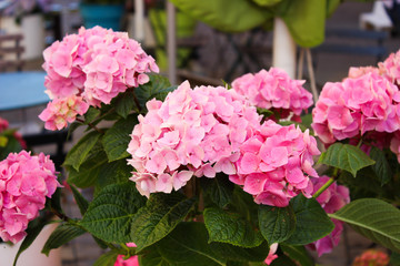 Beautiful flowers in Helsinki, Finland