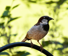 A Common Sparrow 