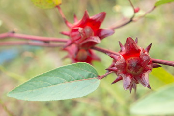 roselle flower red color , herbal and fruit .