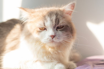 persian adorable cat near the window with shiny .