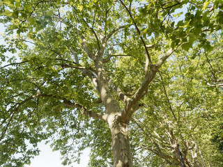 Ahornblättrige Platane oder Gemeine Platane (Platanus × hispanica) mit hell braun- bis graugrün blätter und dunkelgrau bis braun borke mit dünnen Platten