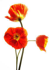 white background with poppies