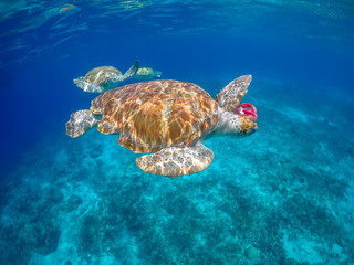   Swimming with Turtles Views around the small Caribbean Island of Curacao