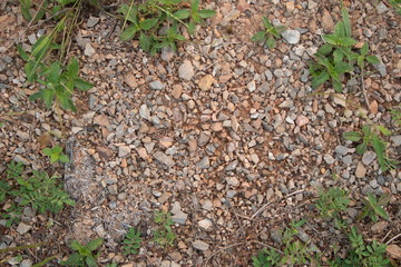 ground textured with grass