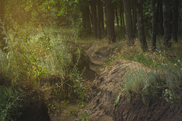 long trench in the forest