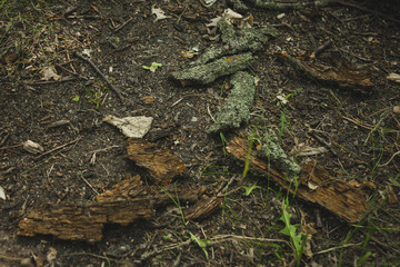 pieces of wooden bark lying on the floor