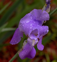 purple iris after the rain