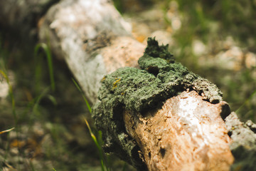 thin tree trunk lying on the floor half without bark