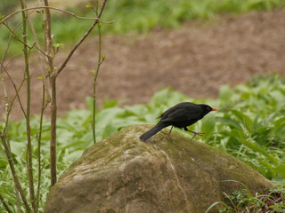 Blackbird