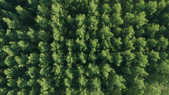 Aerial view of cottonwood populus green forest in summer