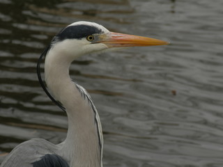 Heron and water