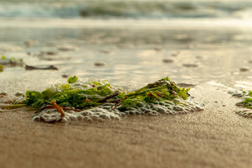 Seaweed Algae and mussels lying on the beach