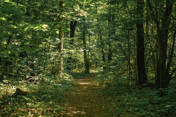 path along the center among the dense forest.