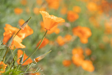 Original photograph of orange California poppies growing wild in a field