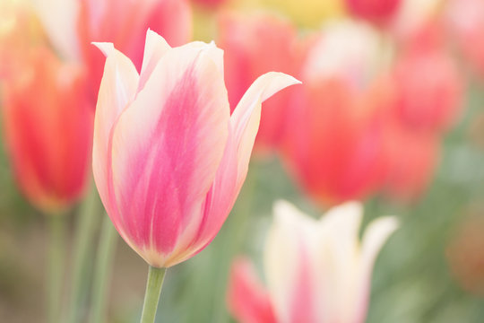 Original photograph of a pink and white tulip growing in a field of tulips