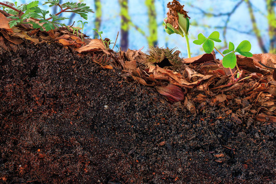 Beech sprout and clover emerging from the topsoil of a cambisol 