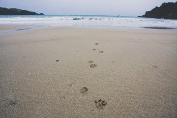 Dog's tracks on the wild beach