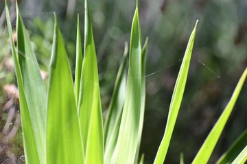 Beautiful natural green fresh leafs