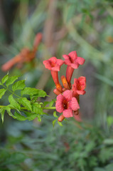 Campsis Tecoma radicans flower also known as trumpet vine trumpet creeper cow itch or hummingbird...