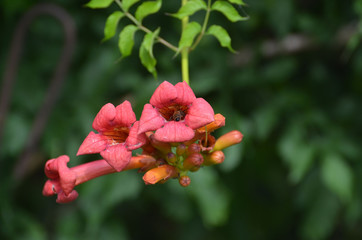 Campsis Tecoma radicans flower also known as trumpet vine trumpet creeper cow itch or hummingbird...