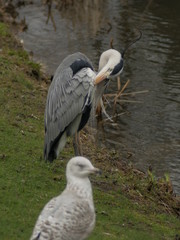Heron and seagull