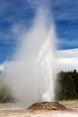 Fototapeta na wymiar Pink Cone geyser at euruption, Lower Basin, Yellowstone National Park, USA