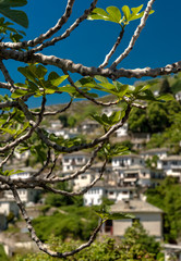 Figuier dans le village de Makrinitsa, Grèce