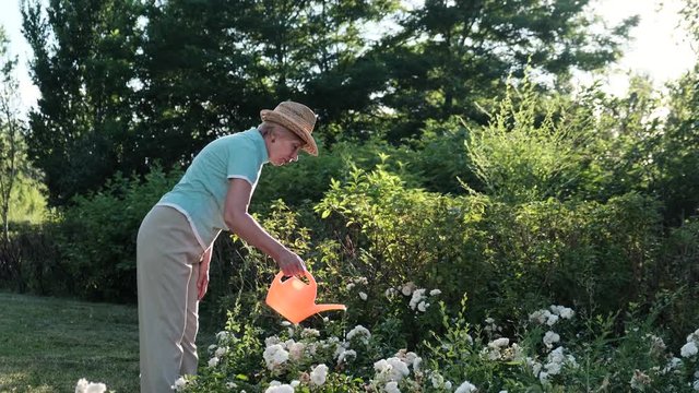 An older woman is watering roses in the garden. Hobbies in old age and activity