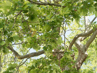 Ahornblättrige Platane oder Gemeine Platane (Platanus × hispanica) mit hell braun- bis graugrün blätter und dunkelgrau bis braun borke mit dünnen Platten