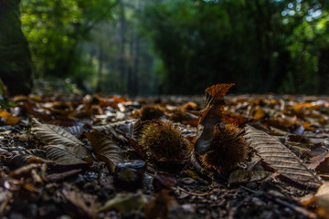 The mushrooms in the autumn's forest