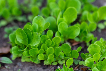 Fototapeta na wymiar Baby lettuces growing in a garden