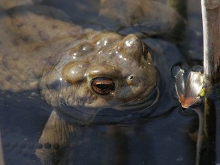 toad closeup