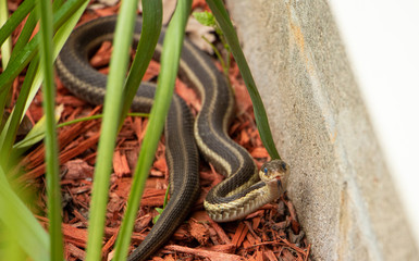 A Garter Snake in the Garden