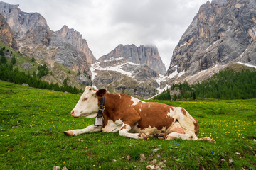 Fototapeta na wymiar Cow on the background of the Marmolada massif. Val Rosalia, Dolomites, Italy.