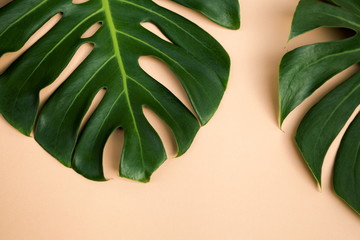 Fototapeta na wymiar Close Up Top View Texture of Real Philodendron Split Green Leaf Monstera deliciosa Foliage . Tropical Rainforest Plant on Minimal Pastel Colour Background with Space for Text , Horizontal Flat Lay .
