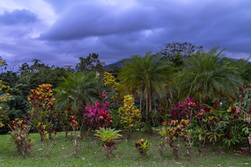 Tropical plants and palms at Costa Rican resort